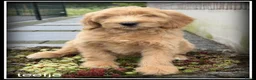 Labradoodle honden te koop: Labradoodle F4 pups medium mogen het nest verlaten - Advertentie 3