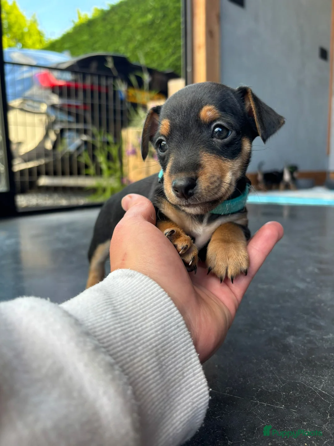Jack Russel Terriër honden te koop: Jack Russel pups - Advertentie 2