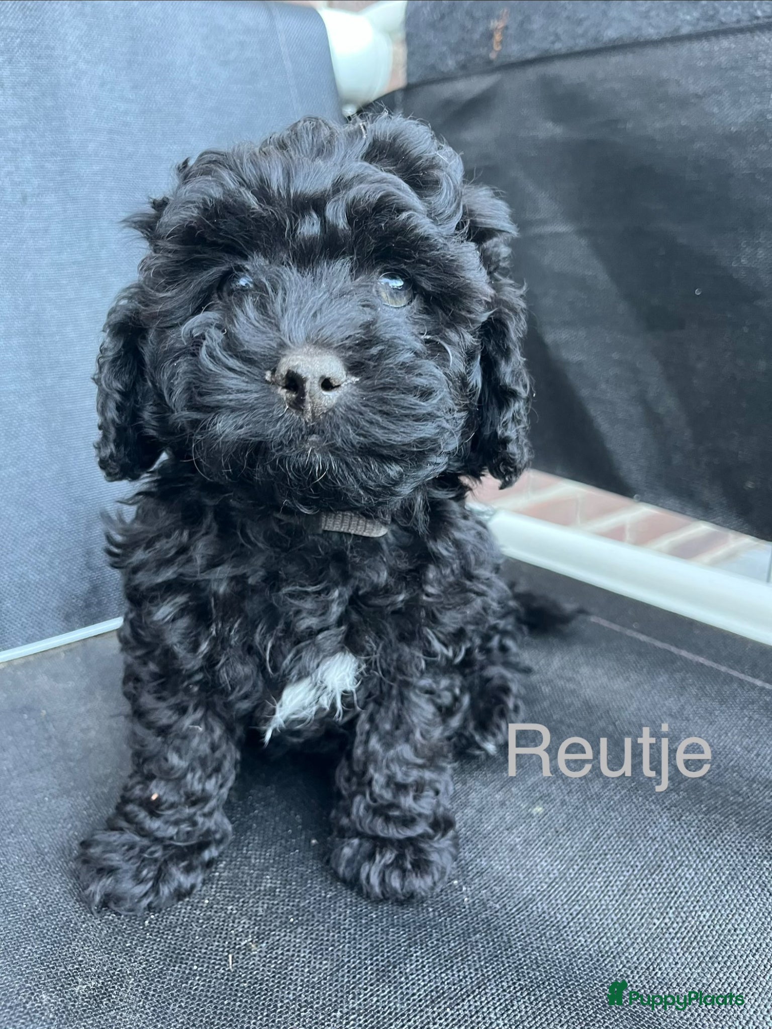 Maltipoo honden te koop: Maltipoo - Advertentie 13