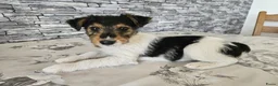 Fox Terriër Draadhaar honden te koop: Fox terier pupies - Advertentie 6