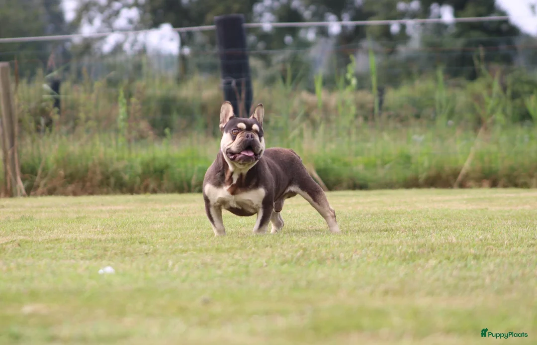Franse Bulldog honden te koop: Franse Bulldog pups Lionheart Bloodline België  - Advertentie 7
