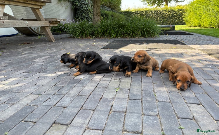 Teckel (korthaar)  honden - Advertentie 4