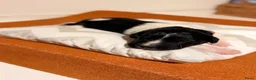 Kruising honden te koop: Friese Stabij x Friese Stabij/Kelpi puppy’s  in Sint-Oedenrode - Advertentie 12