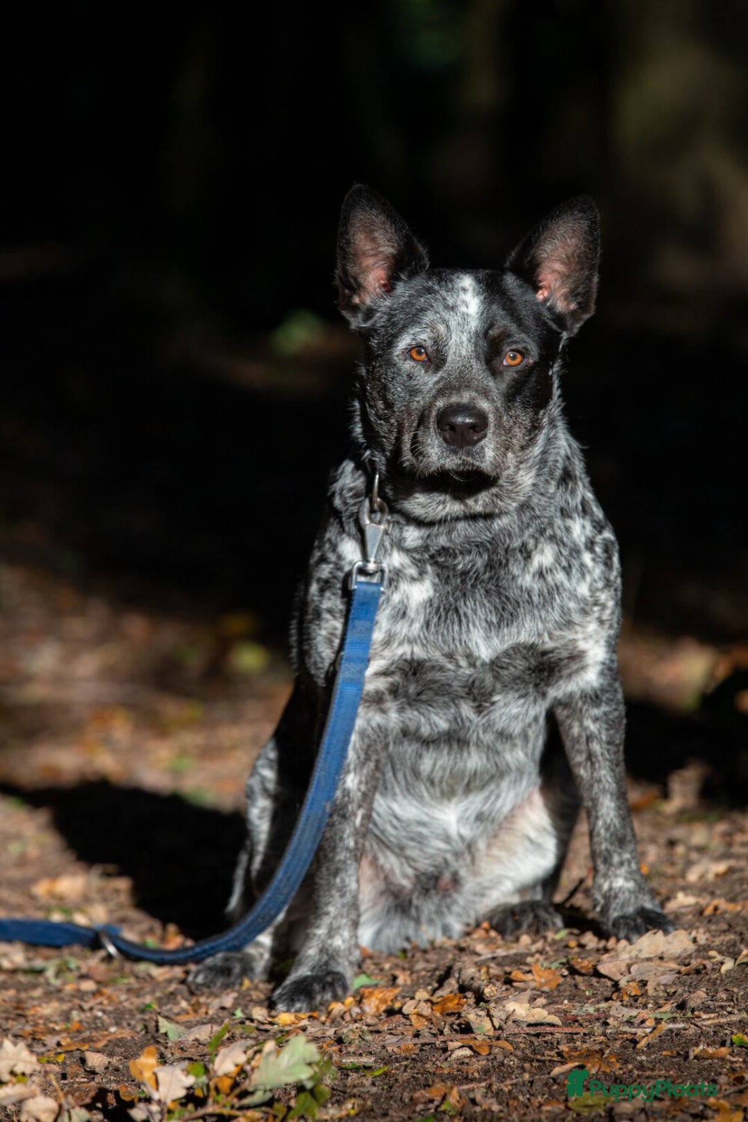 Kruising honden te koop: Hollandse Herder x Mechelaar - Cattle Dog Pup - Advertentie 6