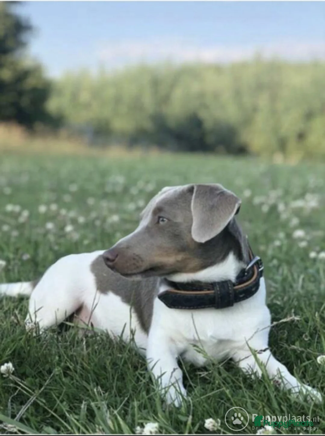 Jack Russel Terriër honden ter dekking: Jack russell dekreuen in Koewacht - Advertentie 4