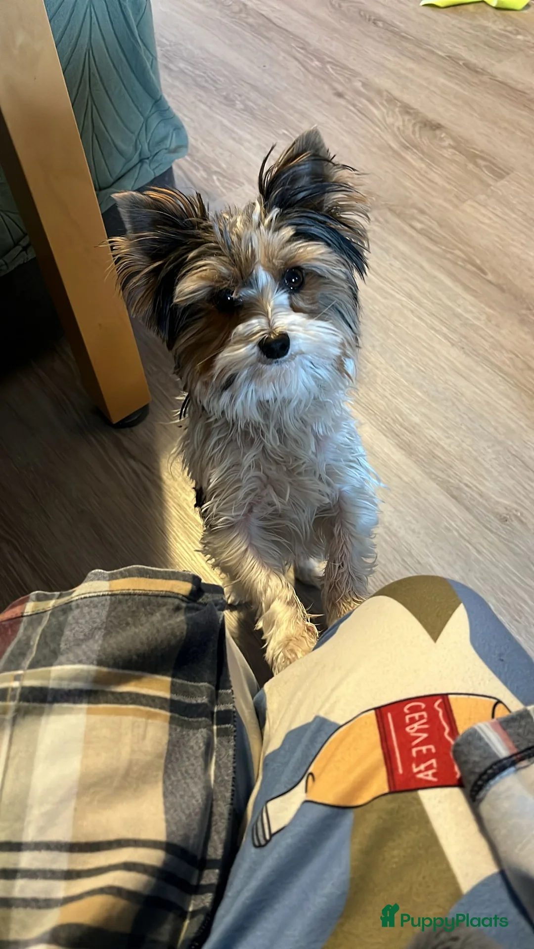 Biewer Terrier honden te koop: Biewer reutje - Advertentie 2