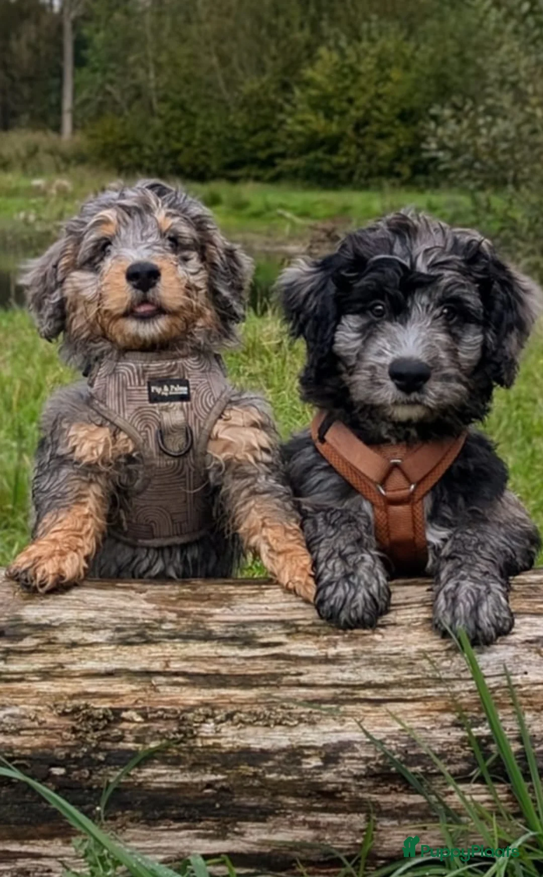 Dwergpoedel honden ter dekking: merle dekreu dwergpoedel in Budel - Advertentie 7