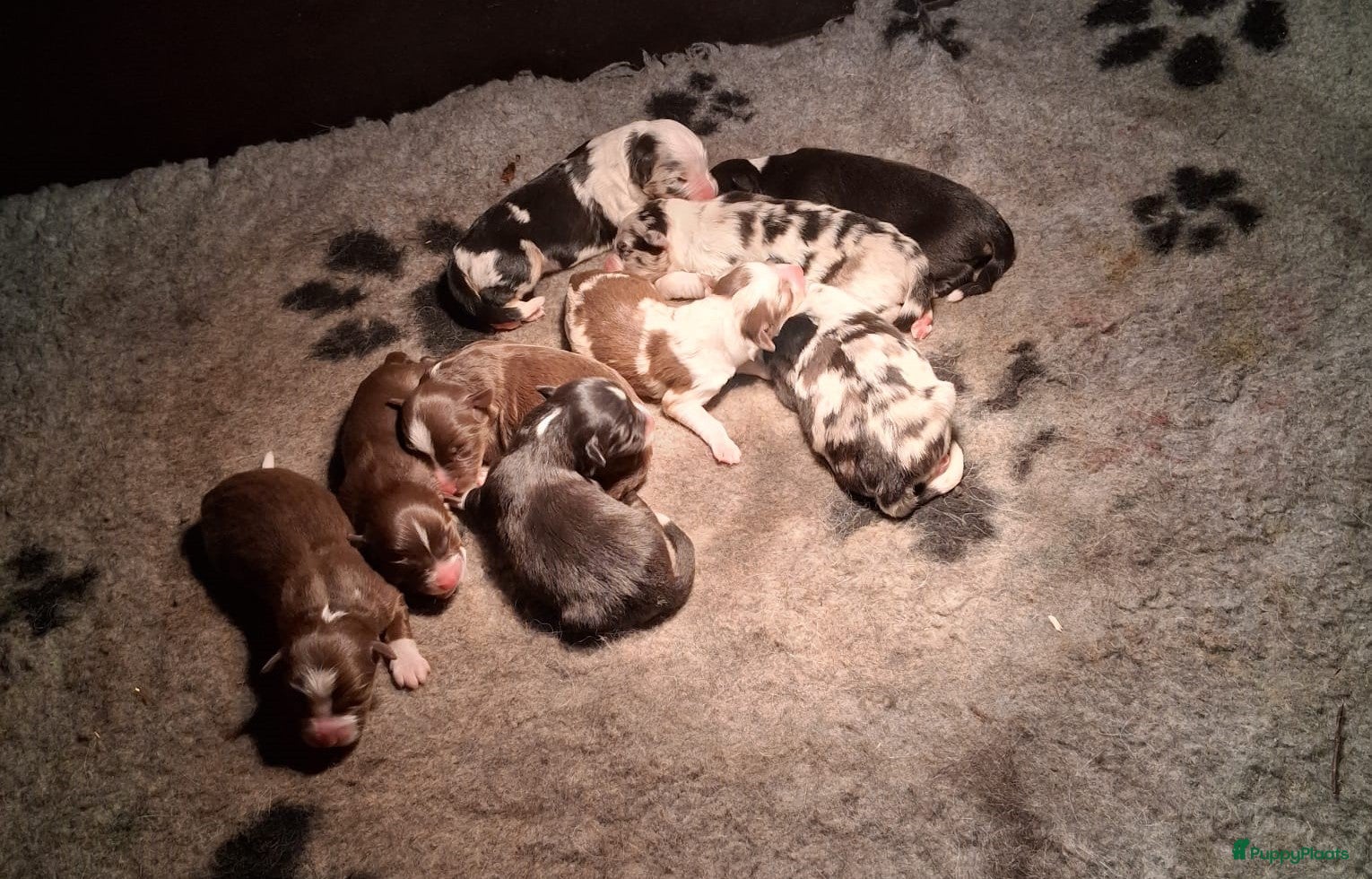 Australian Shepherd honden Raszuivere Australian shepherd pups te koop - Advertentie 1