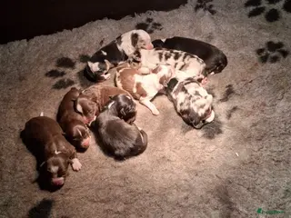 Australian Shepherd honden Raszuivere Australian shepherd pups te koop - Advertentie 1