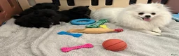 Pomeriaan honden te koop: Mooie kleine zwarte pomeranians/dwergkees pups - Advertentie 11