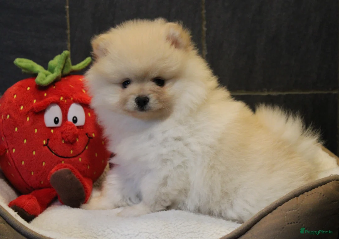 Pomeriaan honden te koop: Pomeriaan pups - Advertentie 5