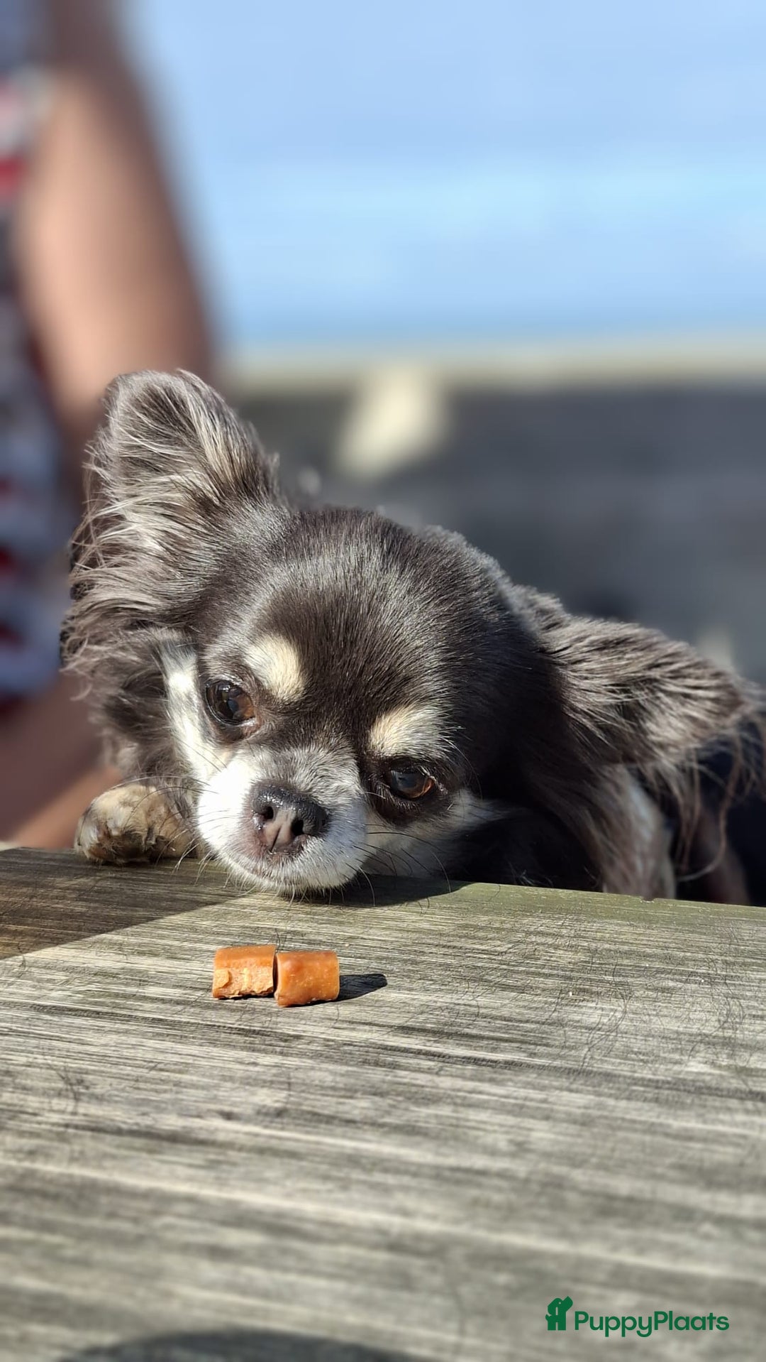 Pomchi honden te koop: Pomchi reutje - Advertentie 30