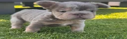 Franse Bulldog honden te koop: Fluffy Franse Bulldog pups unieke kleuren  - Advertentie 6
