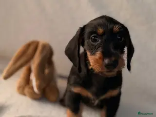 Ruwhaar Teckel honden Mooie ruwharige teckeltjes - Advertentie 1