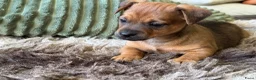 Jack Russel Terriër honden te koop: Prachtige Jack Russel Pup - Advertentie 8