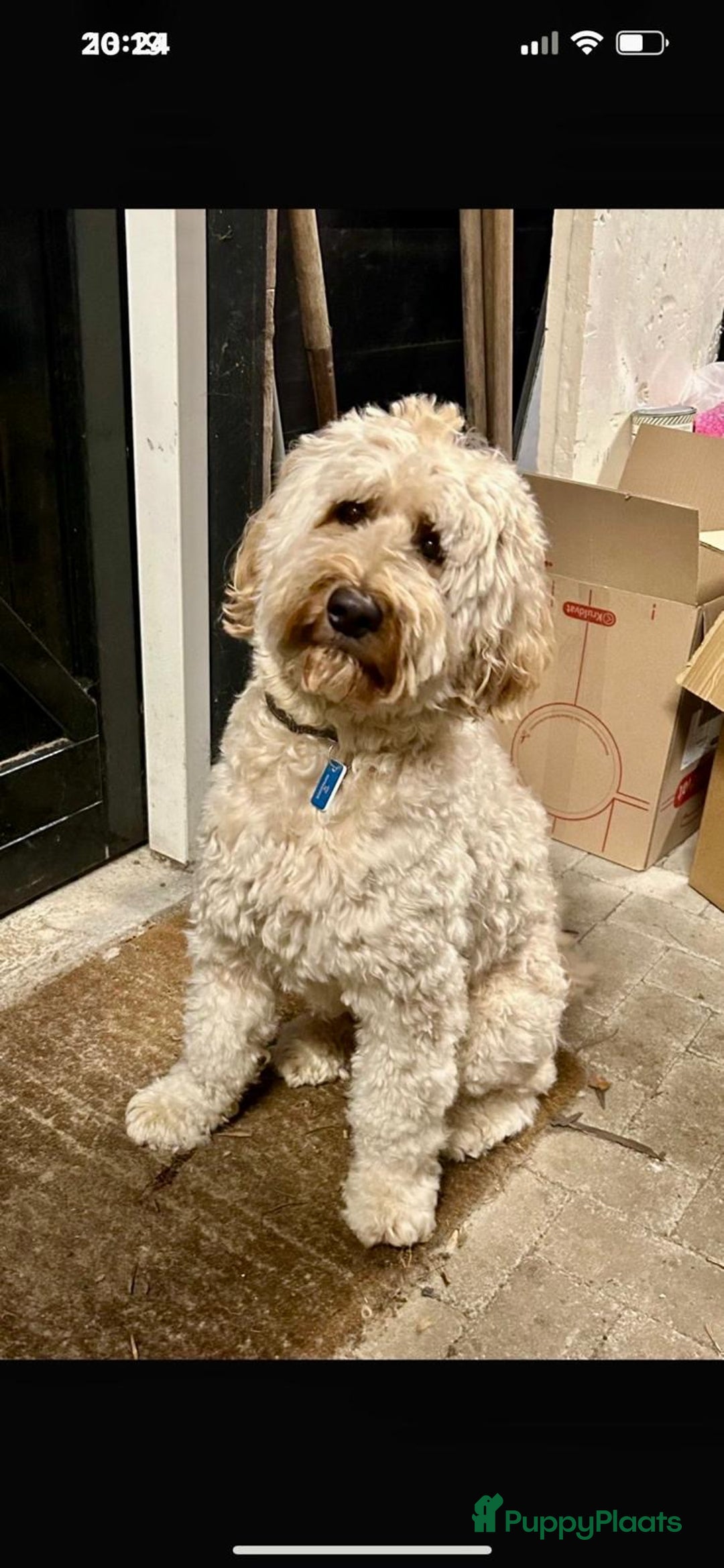 Australian Labradoodle honden te koop: Labradoodle medium ( Australian ) - Advertentie 4