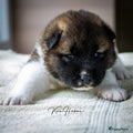 American Akita Puppy 2