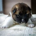 American Akita Puppy 2