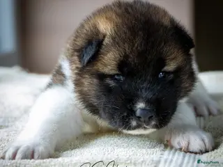 American Akita honden Geen pups beschikbaar. - Advertentie 2