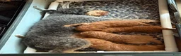 Australian Labradoodle honden te koop: Geweldige Australian Labradoodle Pups M/L ❤️❤️💙 - Advertentie 9