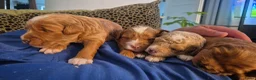 Australian Labradoodle honden te koop: Prachtig lieve mini labradoodle pups  - Advertentie 1