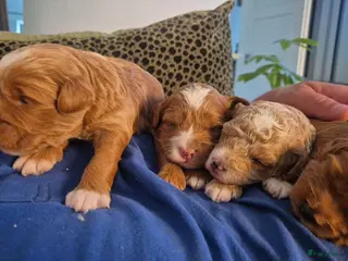 Australian Labradoodle honden Prachtig lieve mini labradoodle pups - Advertentie 13