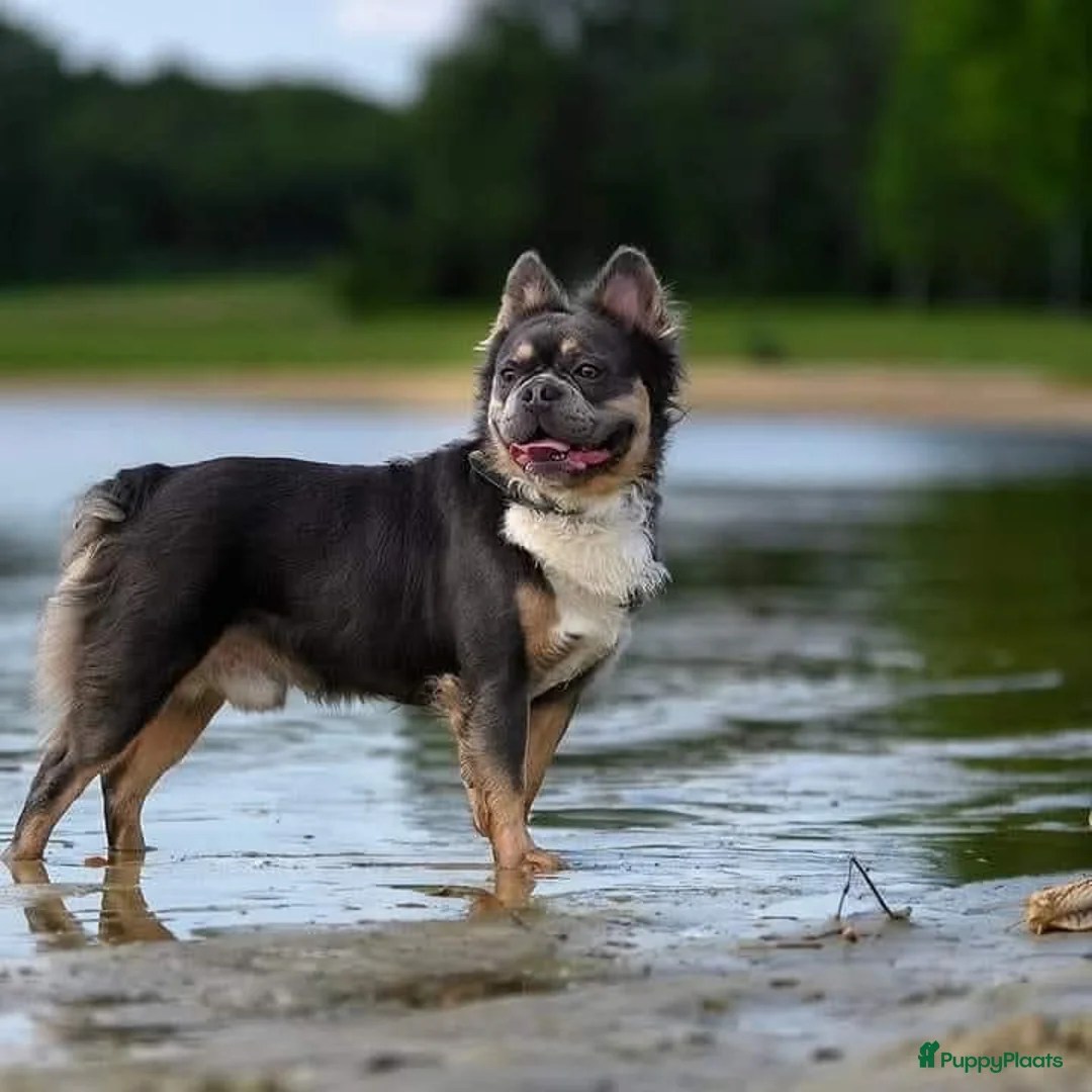 Franse Bulldog honden te koop: Franse bulldog fluffy en korthaar pups - Advertentie 2