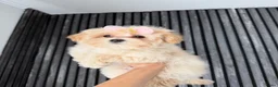 Maltipoo honden te koop: Mini maltipoo pups thuis geboren en grootgebracht - Advertentie 6