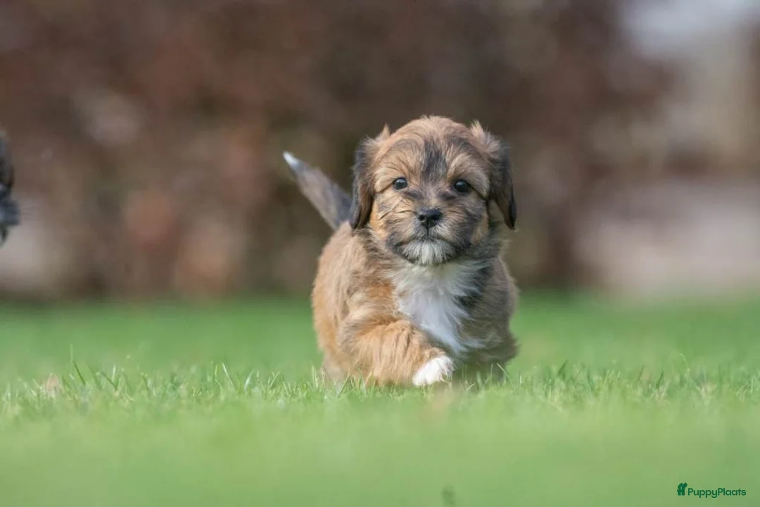 Shihpoo honden te koop: mooie kleinblijvende shihpoo doodle mini  - Advertentie 7