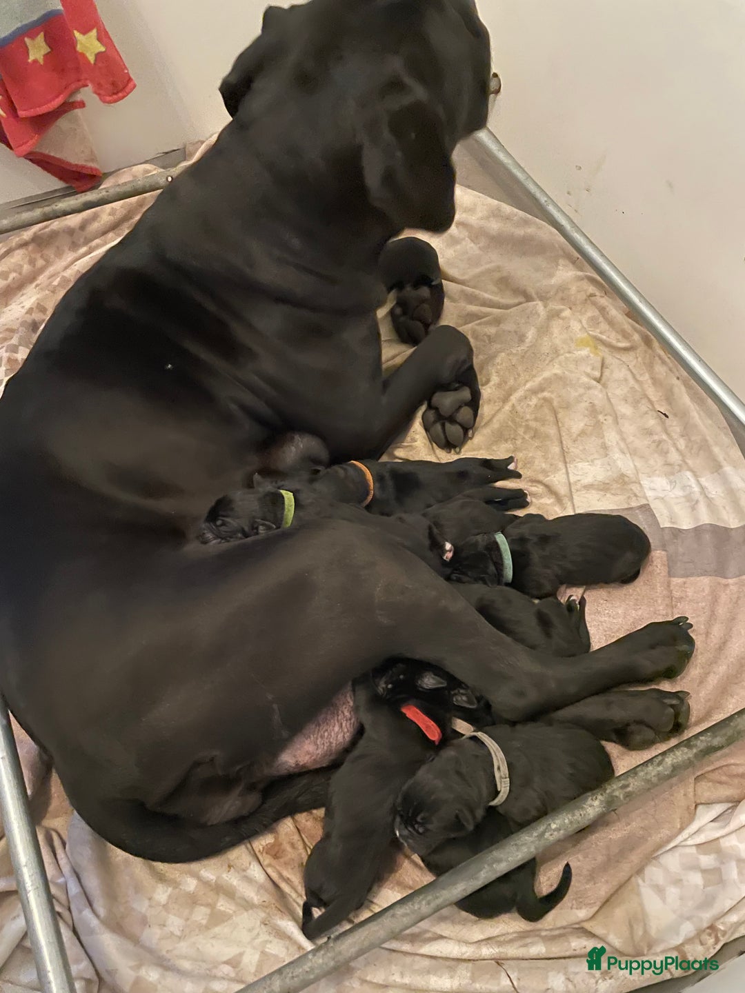 Cane Corso honden te koop: Te koop zwarte Cane corso pups met FCI stamboom  - Advertentie 14