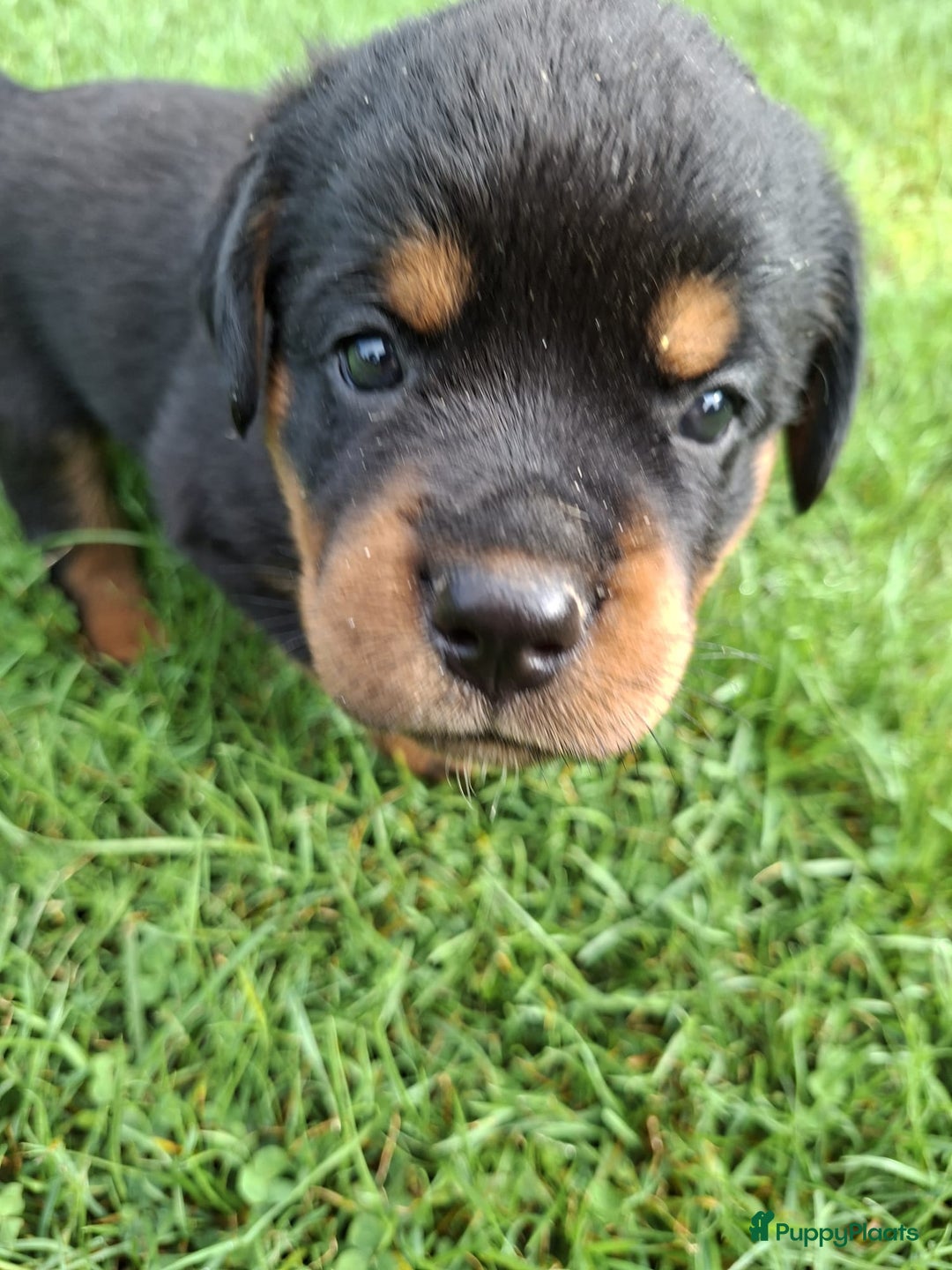 Rottweiler honden te koop: Raszuivere rottweiler pups te koop  - Afbeelding 9