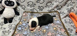 Border Collie Puppy 3