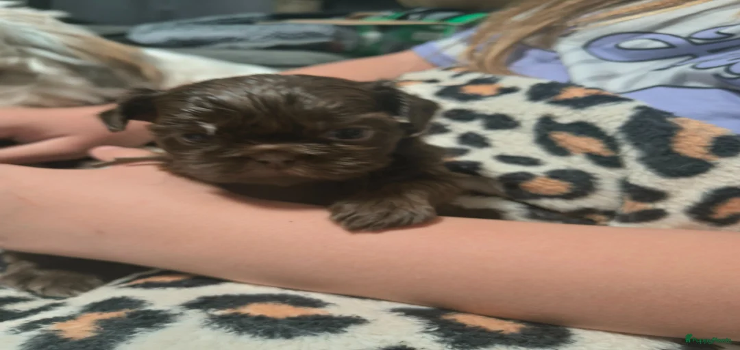 Galerij afbeelding {{count}}