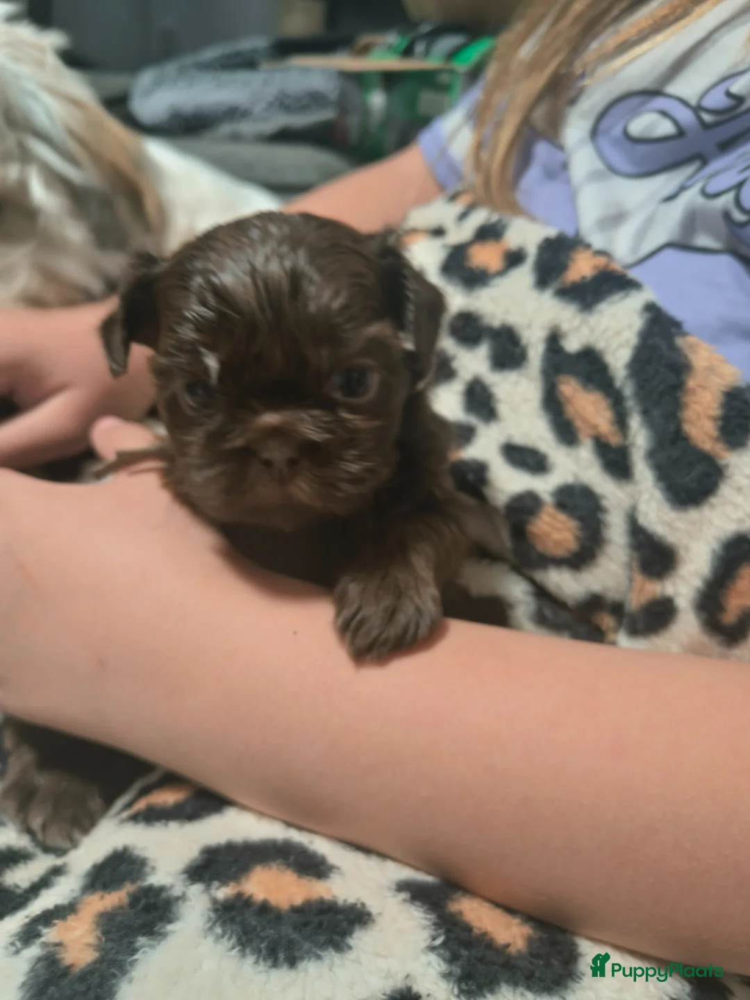 Galerij afbeelding {{count}}