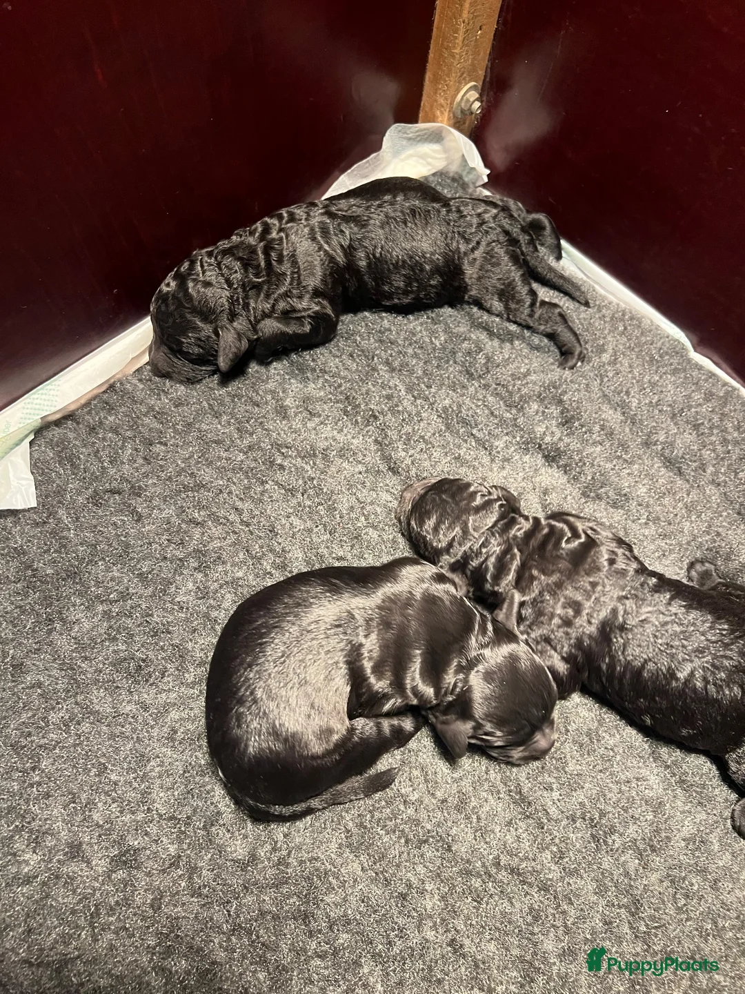 Kruising honden te koop: Australian Labradoodle X double doodle medium  - Advertentie 16