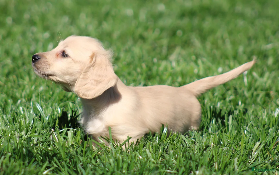 Teckel (langhaar) honden te koop: Teckel pups Cream , Blond - Advertentie 2