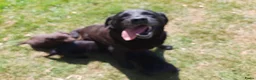 Labrador Retriever honden te koop: Labrador pups - Advertentie 4