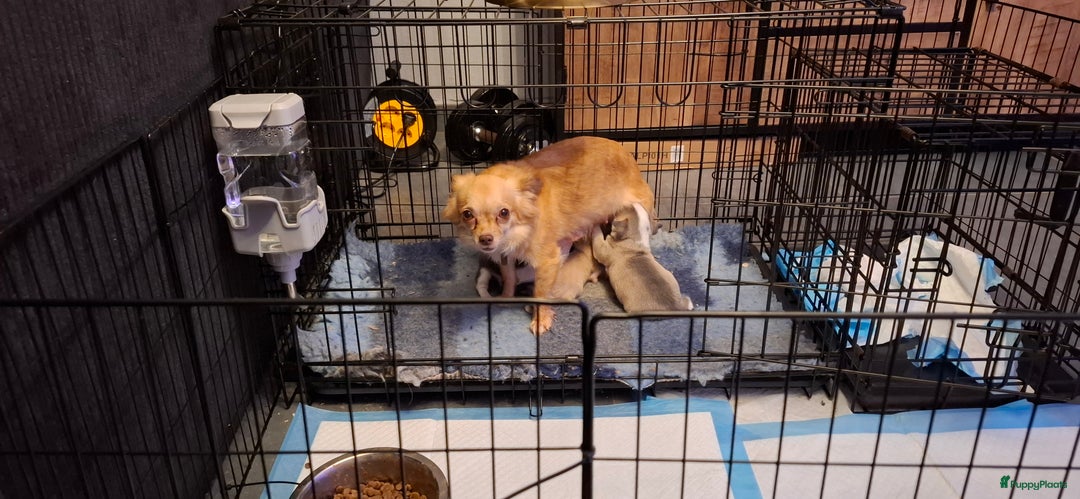 Chihuahua honden te koop: Chihuahua - Advertentie 9