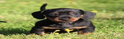 Teckel (korthaar)  honden te koop: Teckel pups - Advertentie 1