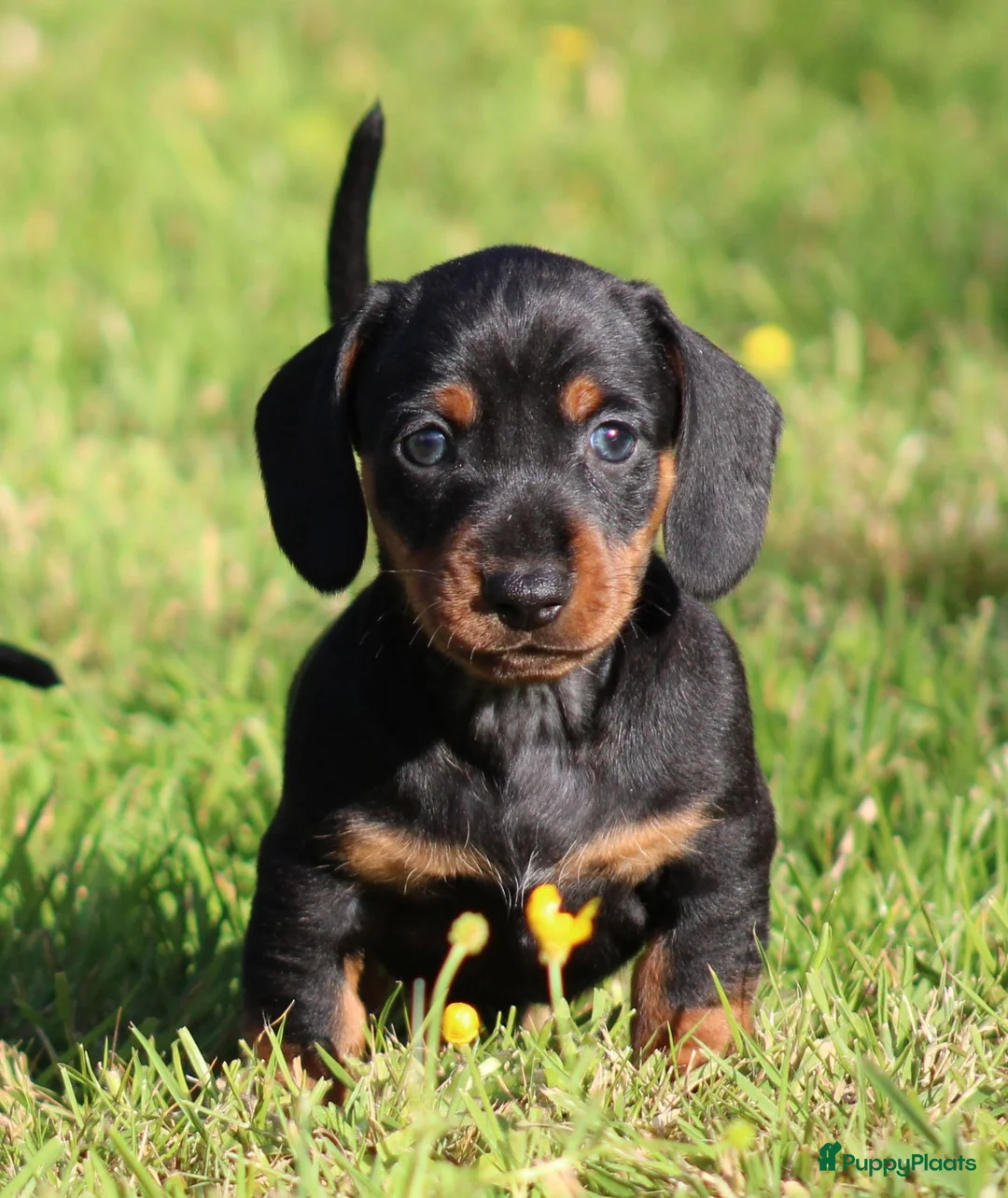 Teckel (korthaar)  honden te koop: Teckel pups - Advertentie 1
