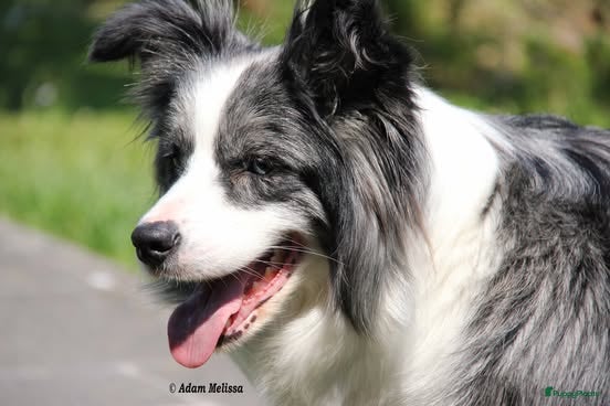 Border Collie honden Z-nest van Mellon en Silver - Advertentie 1