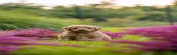 Kruising honden te koop: Multigen Bernedoodle Medium pups beschikbaar - Advertentie 15