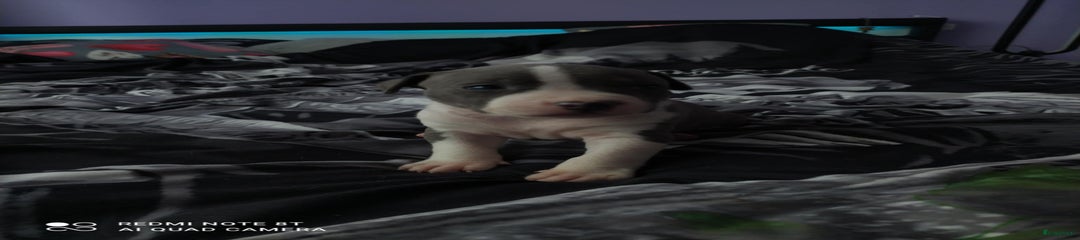 American Staffordshire Terriër Puppy 3