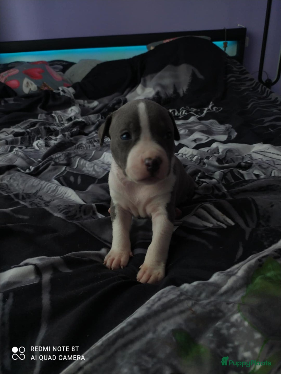 American Staffordshire Terriër honden te koop: American Staffordshire Terrier  - Afbeelding 9