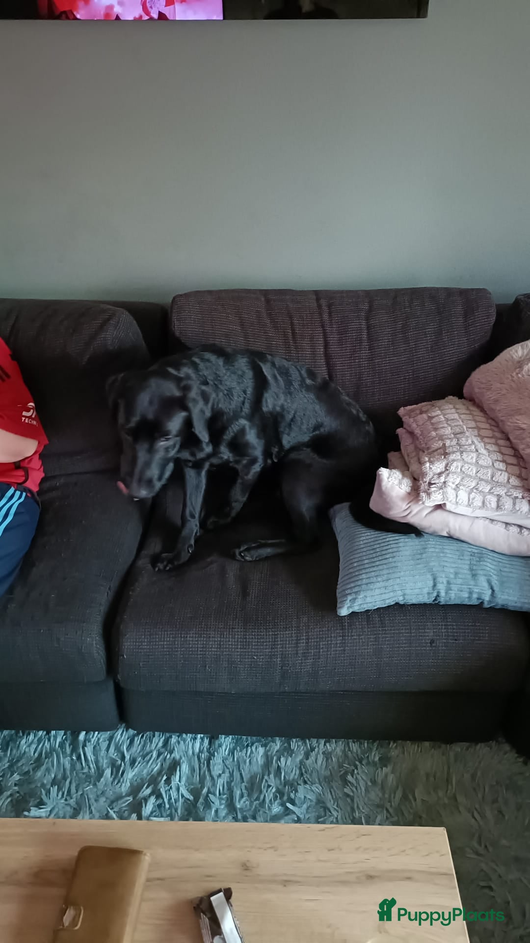 Labrador Retriever honden te koop: Raszuivere labradors - Advertentie 1