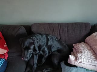 Labrador Retriever honden Raszuivere labradors - Advertentie 2