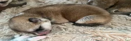 Akita honden te koop: Japanse Akita - Advertentie 5