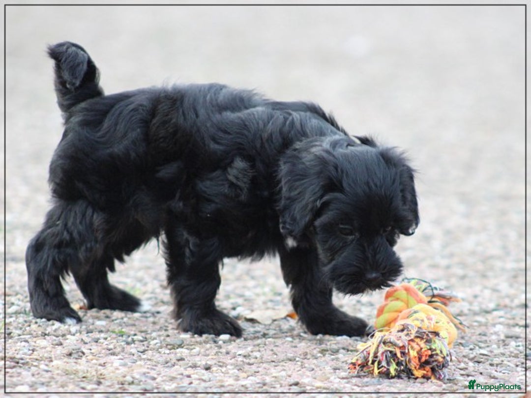 Kruising honden te koop: Minidoodle pups - Advertentie 6