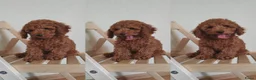 Poedel Toy honden te koop: Toy Poedel pups - Advertentie 5