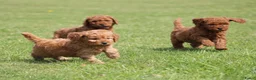 Cockapoo honden te koop: Cockapoo pups - Advertentie 15